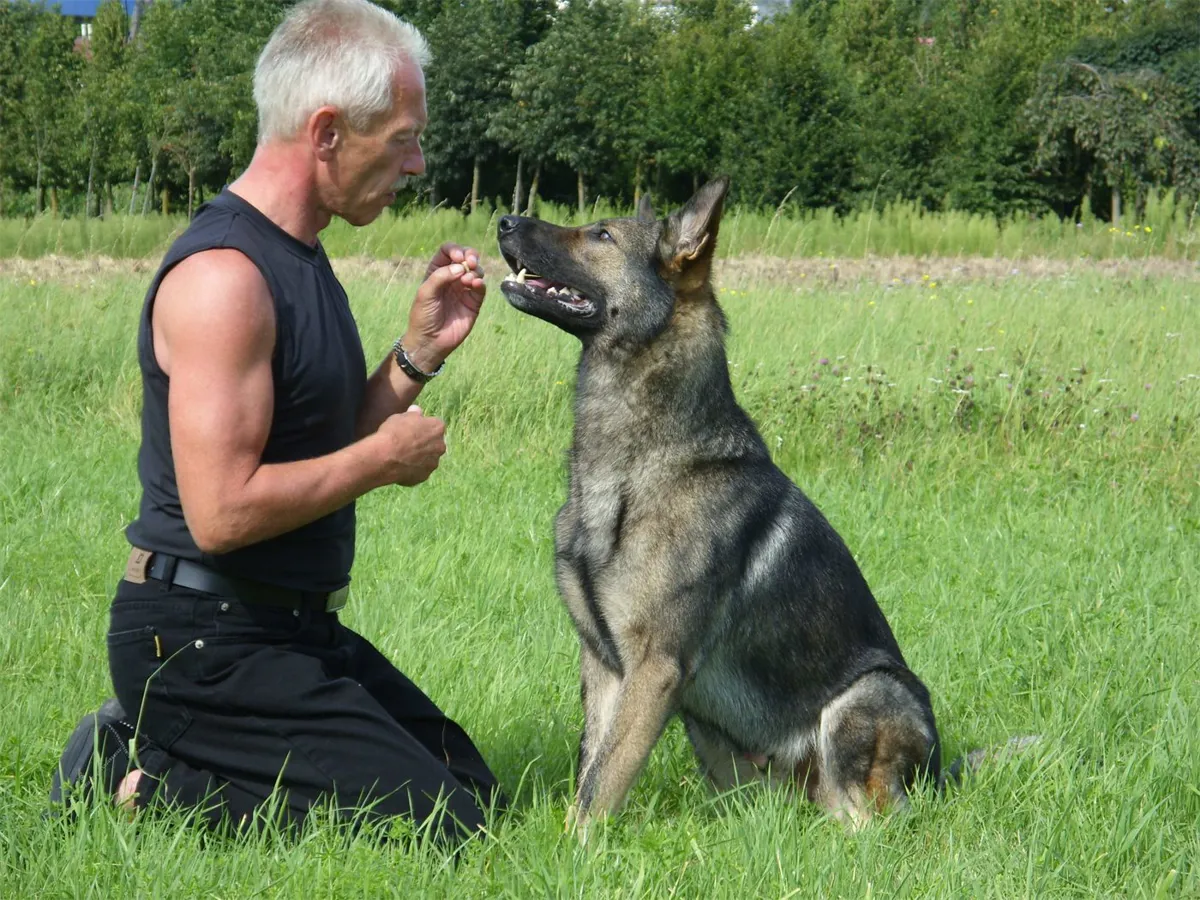 Wolf Scheiber